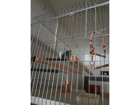 Cennet sevda papağanı 9 12 aylık
