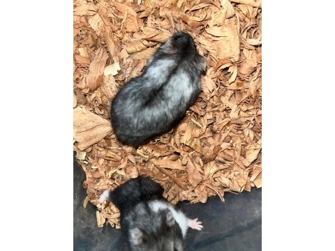 Nadir siyah gonzales hamster