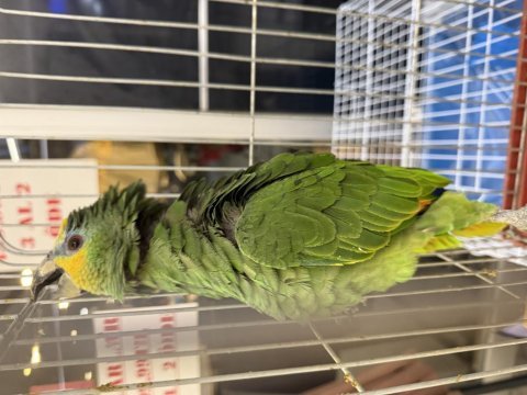 Belgeli çipli yasal amazonica papağanı