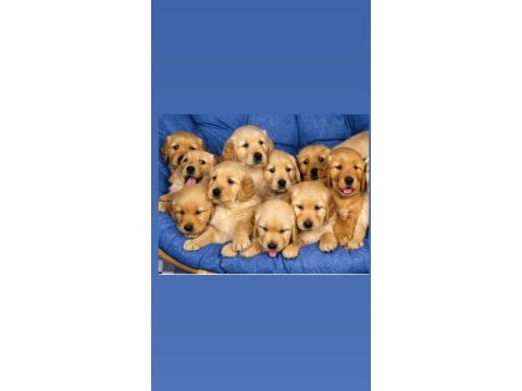 Irk ve sağlık garantili golden retriever bebekler