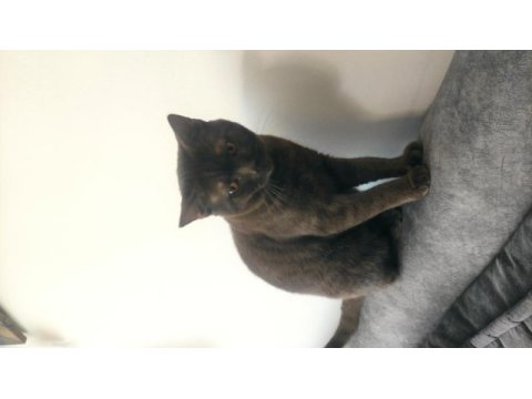 British shorthair kedisi 8-10 aylık
