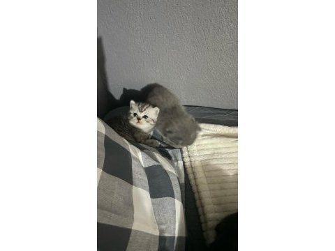 British shorthair miniklerime sıcak yuva arıyoruz