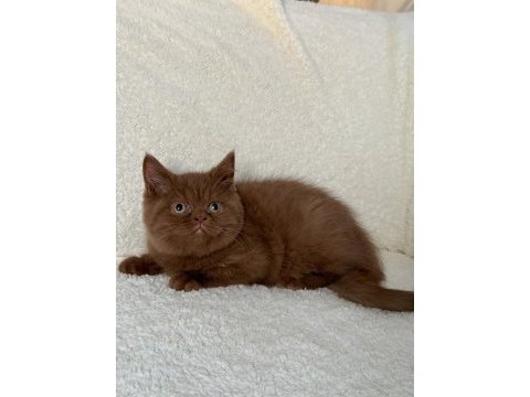 Safkan british shorthair cinnamon dişi yavru