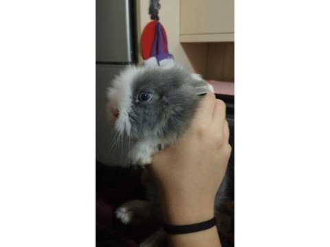 Yavru hollanda lop tavşanı