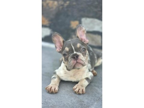 French bulldog köpekler