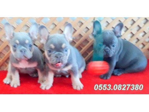 Lilac tan quad ve blue quad üst seviye french bulldog