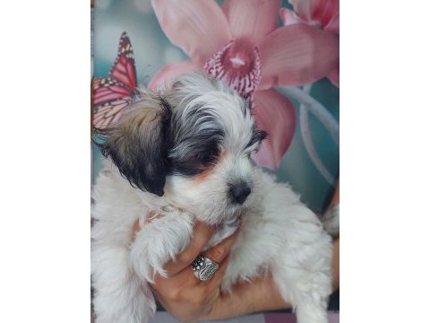 Yakışıklı şampiyon maltese terrier