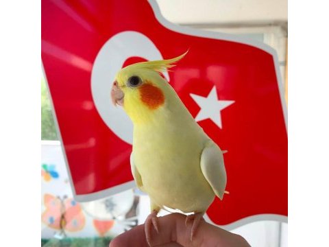 Yavru sultan papağanları
