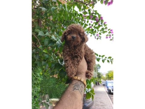 Poodle yavrularımız