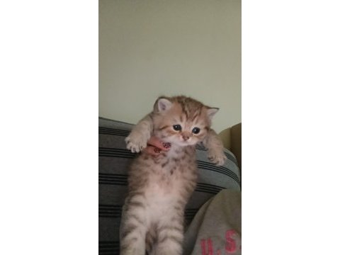 British longhair golden