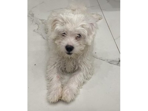 Maltese dişi bebeğimiz 