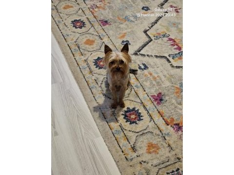 Yorkshire terrier yavrularımız a yuva arıyoruz