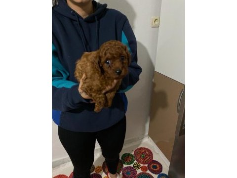 Bursa toy poodle