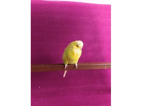 Dişi jumbo muhabbet kuşu
