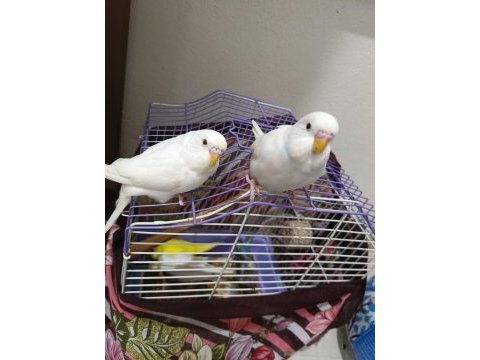 Yavru muhabbet kuşu