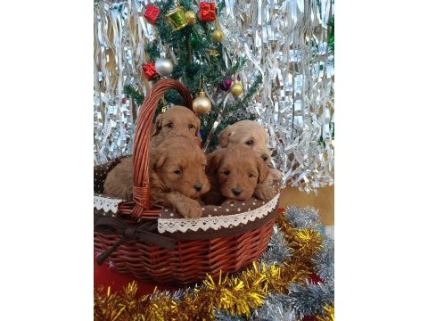 Gerçek maltipoo köpeği yavrularimiz