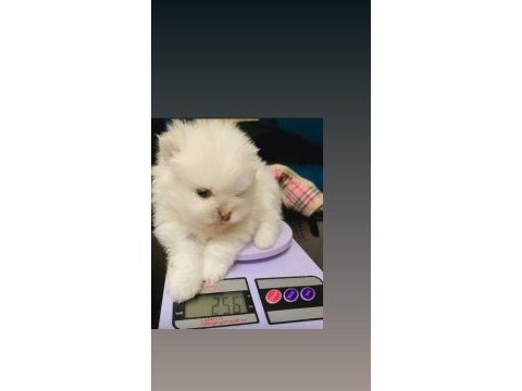 Mikro pomeranian boo dişi güzellik