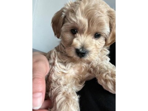 Maltipoo cinsi köpeğimiz