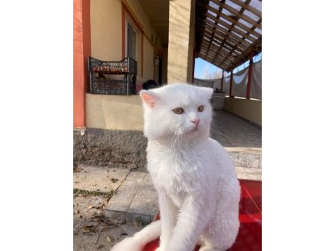 11 aylık melez oğluma yuva arıyorum (chinchilla melez)