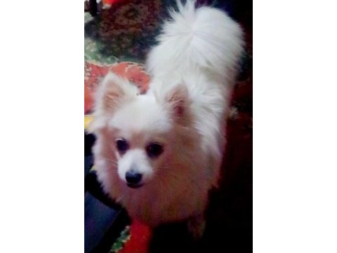 7 aylık aşıları yapılmıştır pomeranian tilki surat