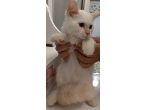 Kartopu british shorthair minnoş