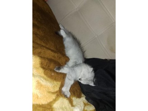 British longhair güzel kızımız