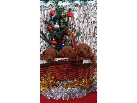 Orjinal safkan toy poodle yavrular