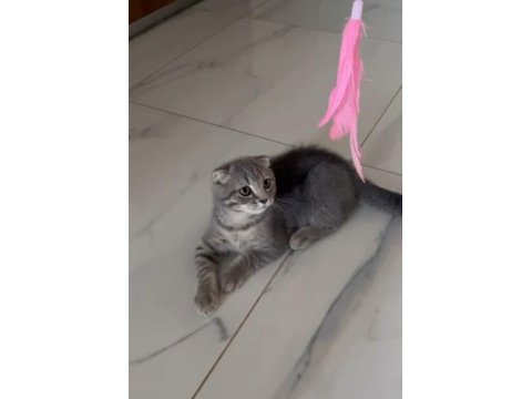 Oyuncu uygun yavru british shorthair kedimiz