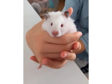 Hamster coco yeni yuvasını arıyor (eşyalarıyla birlikte)