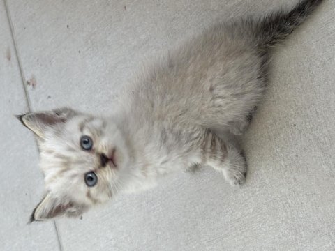 Birbirinden güzel british shorthair bebeklerimiz