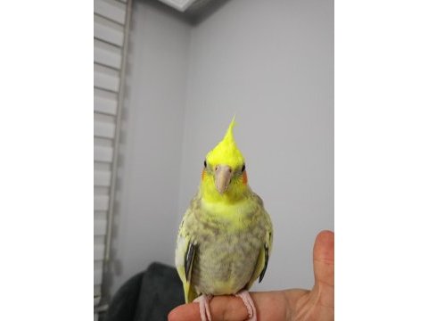 6-7 aylık bilezikli öğrenmeye açık sultan papağanı kuki