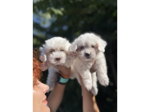 Sevimli maltese terrier bebeklerimiz
