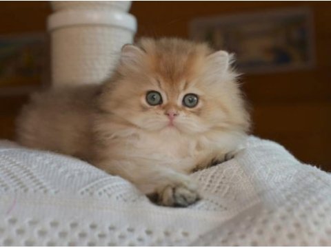 Soft renkli golden british longhair yavrumuz