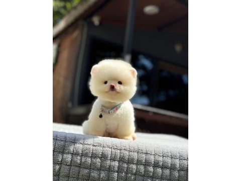 Ayıcık surat pomeranian yavrular