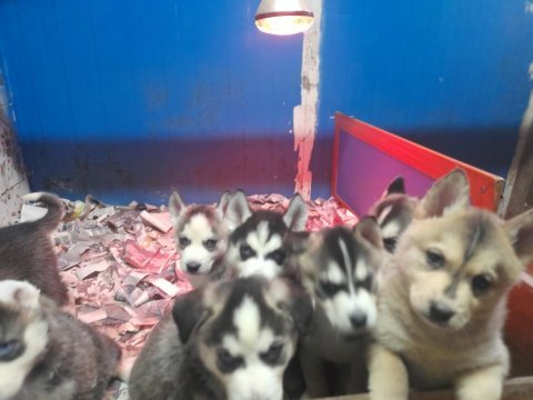 Orjinsl husky yavrularimiz