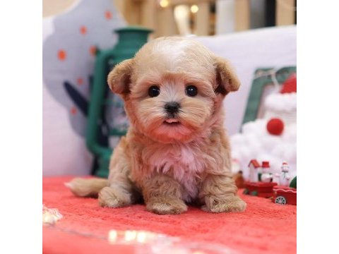 En sevimli maltipoo çocuklar