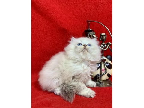 British longhair tek ve daha güzeli yok