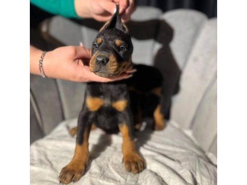 İri doberman erkek ve dişi yavrular