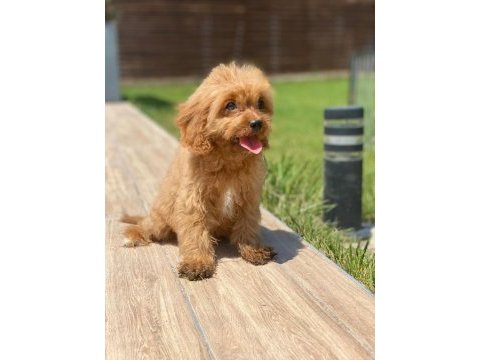 Cavapoo yavruları sağlık ve ırk garantili