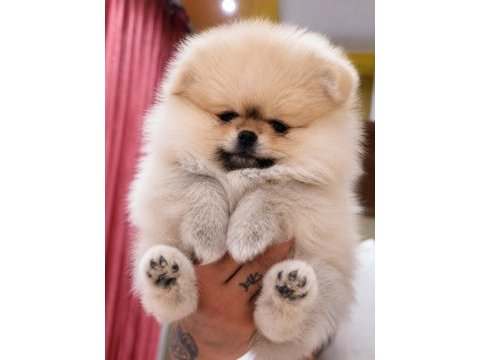 Mersin yavru pomeranian boo