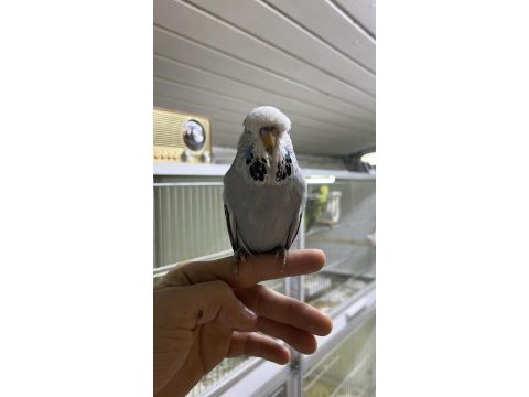 Show jumbo yavrular üst vasıf muhabbet kuşu