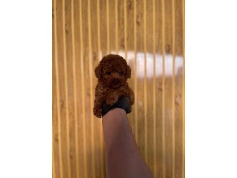 Toy poodle bebekler referans yavru