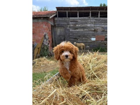 Biblo maltipoo gülen yüz