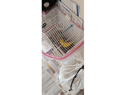 İsteyene çift isteyene tek muhabbet kuşları