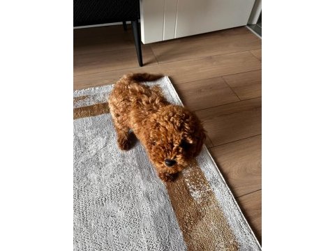 Safkan toy poodle yavrumuz 2.5 aylık