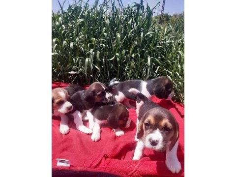Beagle yavrular