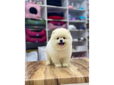Yeni evlerine gitmeye hazır pomeranian yavruları