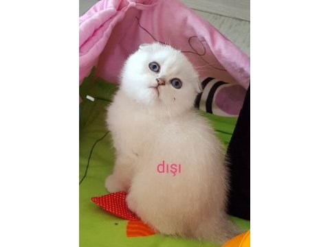 Scottish straight ve scottish fold yavrular