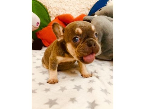 Anatomi harikası lilac tan french bulldog bebeklerimiz