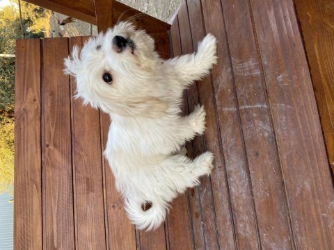 Terrier dişi 4 aylık